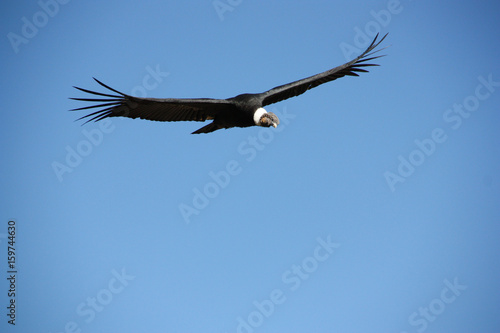 Condor dans le ciel du canyon de Colca au Pérou