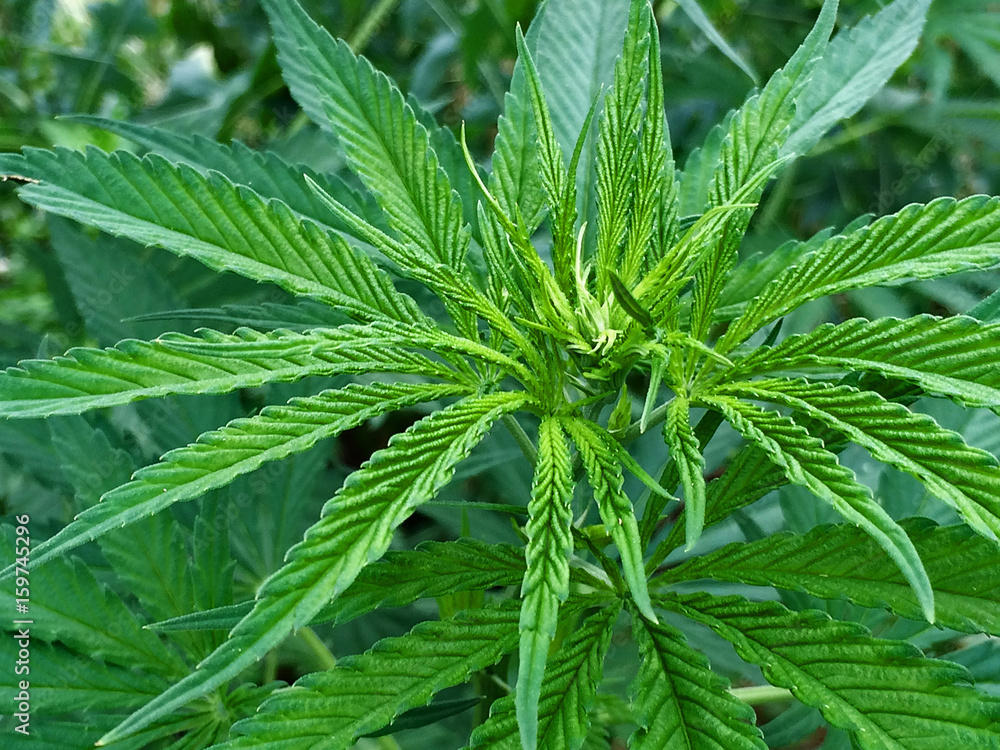 Leaves of medical marijuana Leaves of medical marijuana
