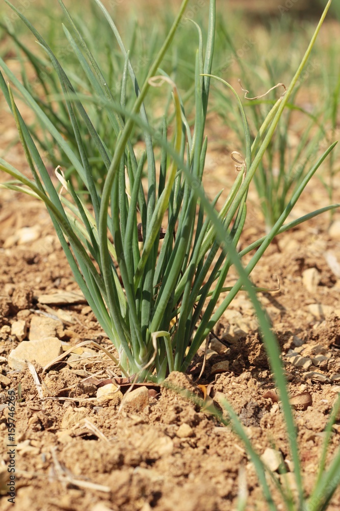 Green onions in the garden.