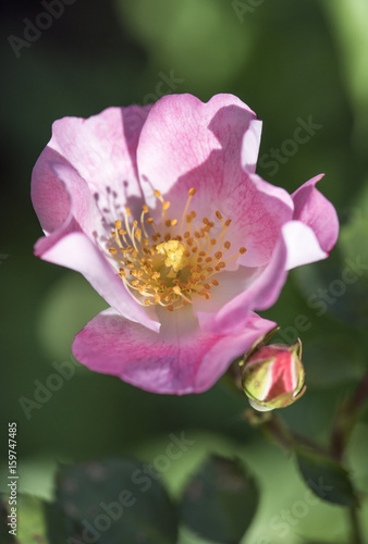 Pink Rose Opening to Show Pollen Covered Stamen