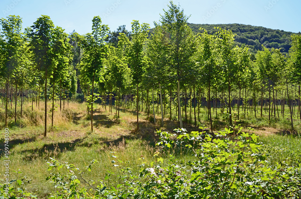 Fototapeta premium Gärtnerei, Bäume