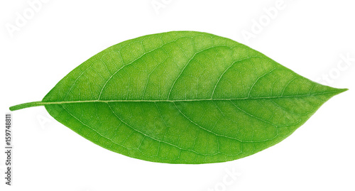 Avocado leaf isolated on a white