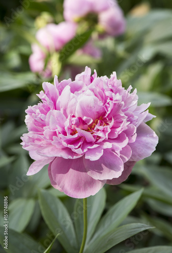 Hot Pink Peony in Summer