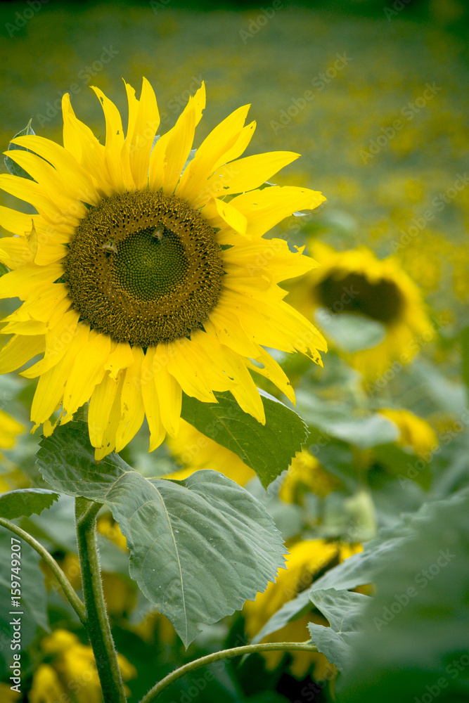 Fototapeta premium LAVOURA DE GIRASSOL