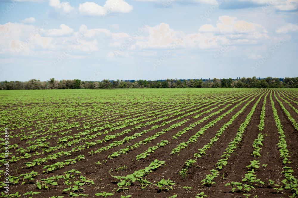 Rows of young sunflower field on sunny summer day