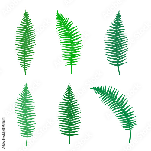 Fern silhouette set of different branches