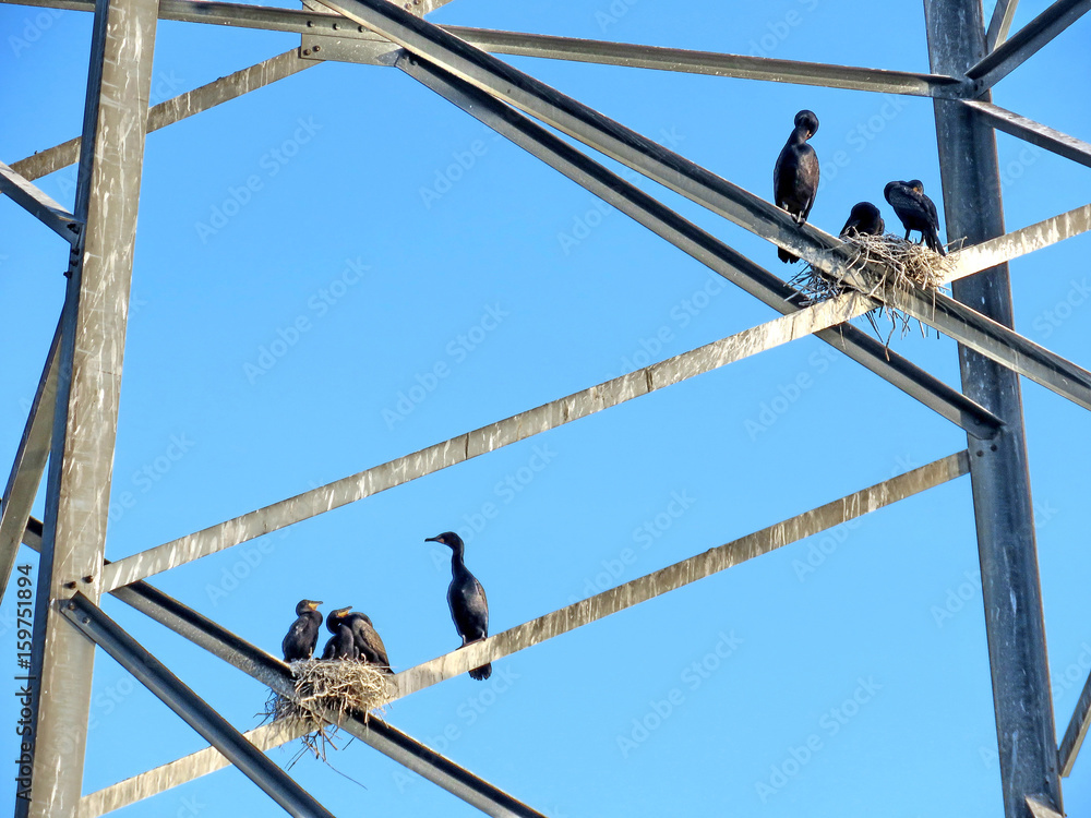 Toronto two Cormorant families on the transmission tower 2017