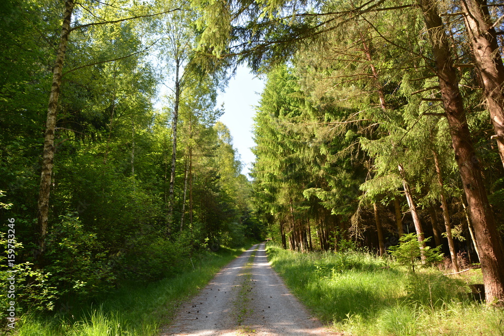 Fototapeta premium Im Wald