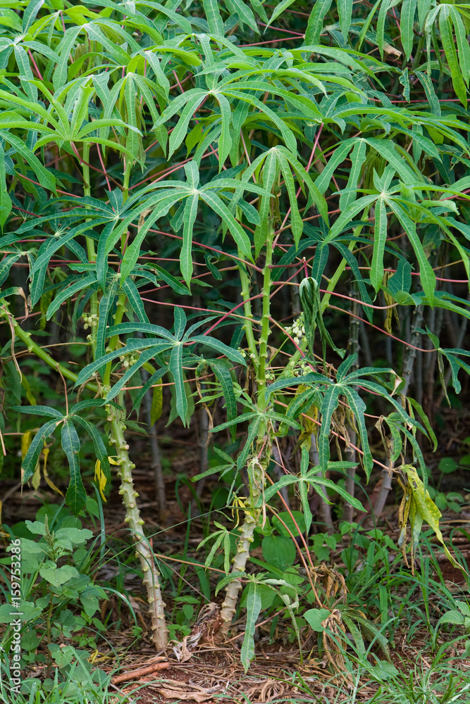 Obraz premium LAVOURA DE AIPIM