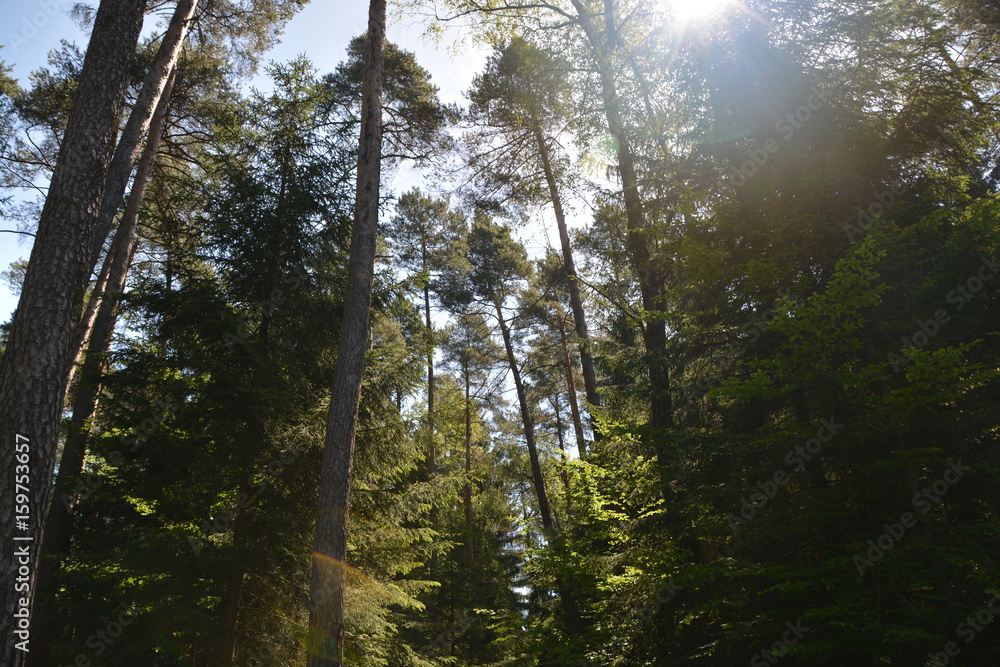 Obraz premium Im Wald