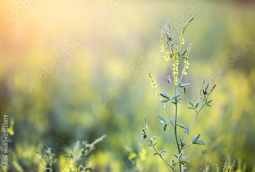 Pollen plants, blooming flowers, grass in summer
