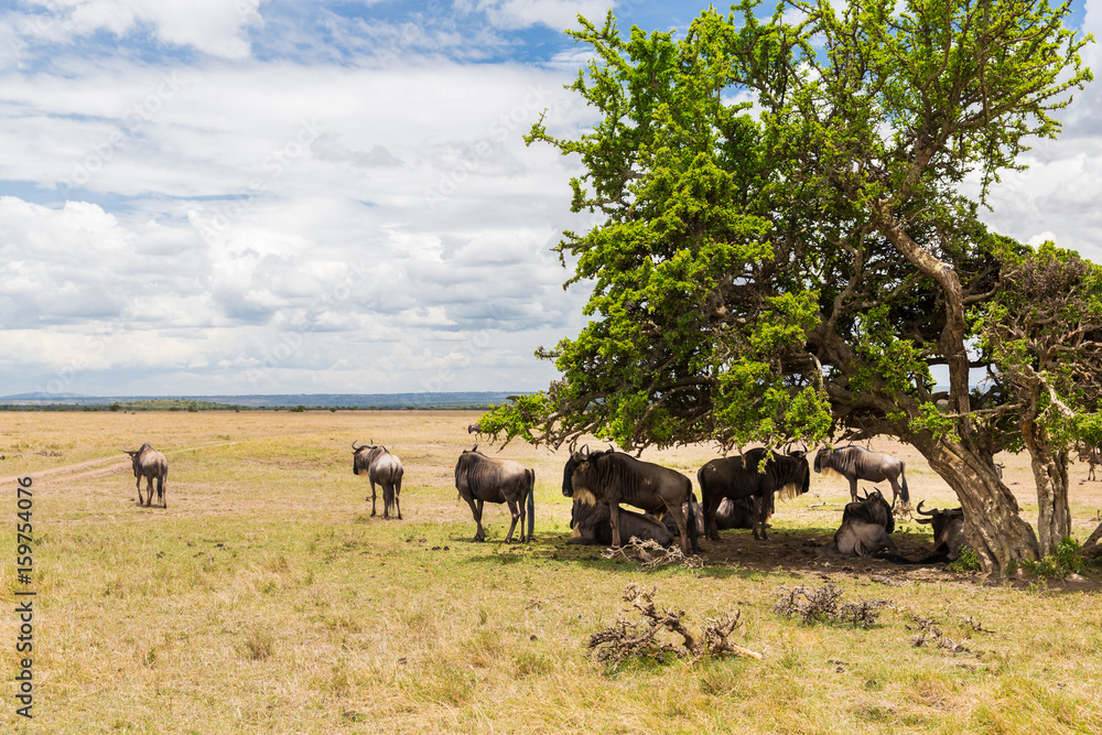 Obraz premium wildebeests grazing in savannah at africa