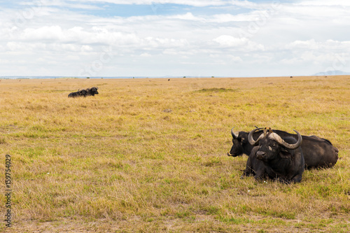 buffalo bulls grazing in savannah at africa