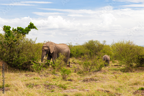 elephant with baby or calf in savannah at africa