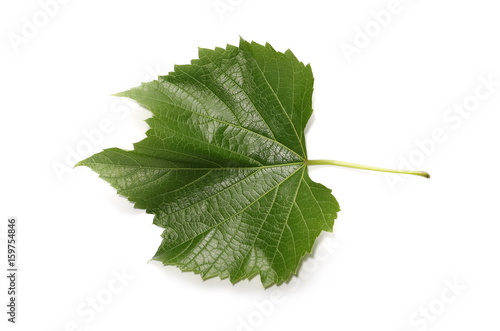 young twisting wine leaf isolated on white