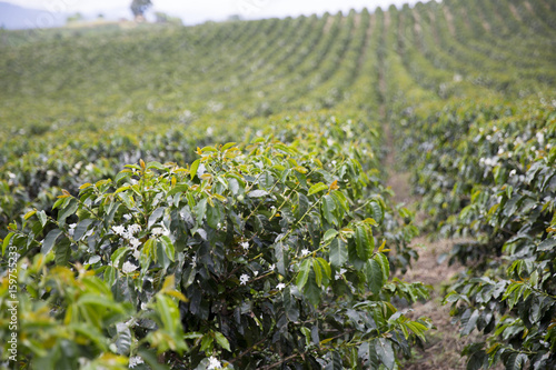 Organic Coffee tree blossom