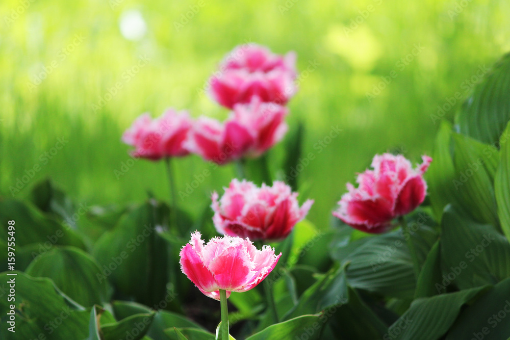 pink tulips with double edges on the petals