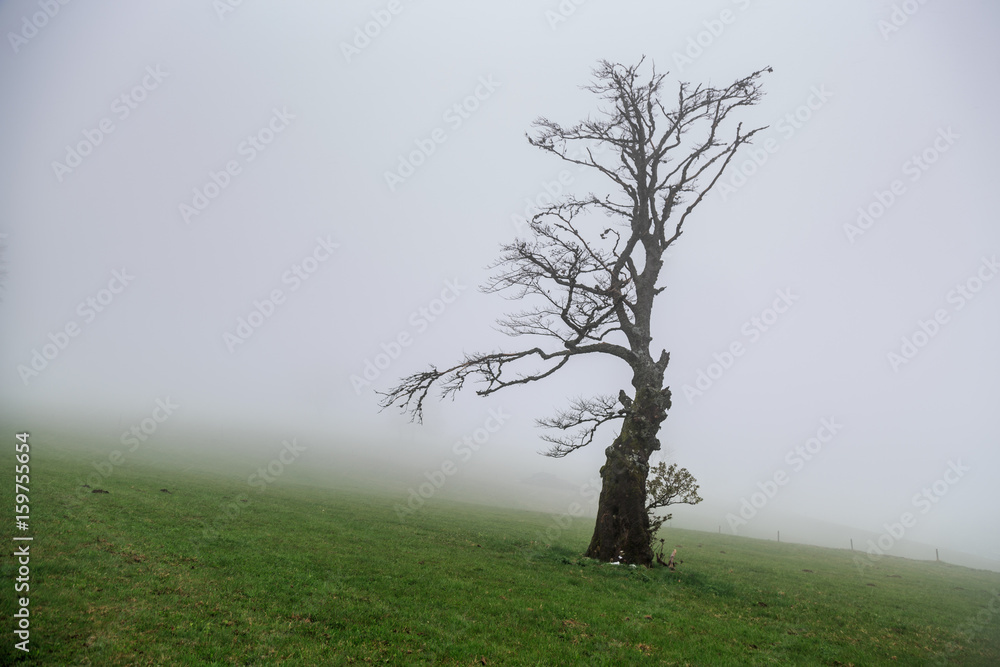 Einsamer Baum im Nebel im Hochschwarzwald Einsamer Baum im Nebel im Hochschwarzwald