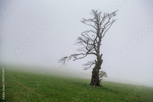 Einsamer Baum im Nebel im Hochschwarzwald