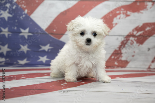 Maltese on American flag background