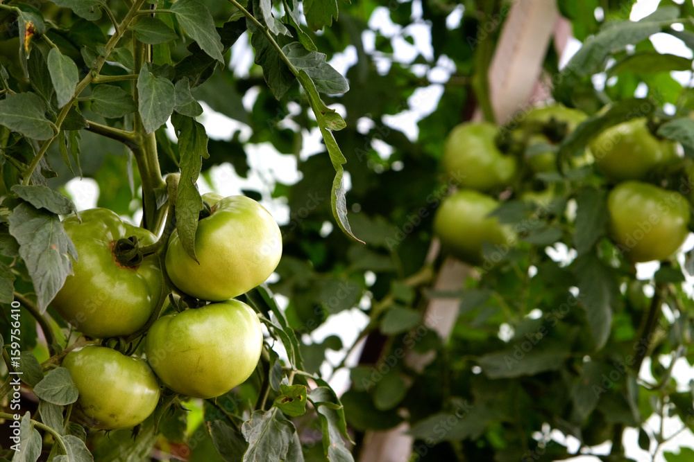 PLANTAÇÃO DE TOMATES PLANTAÇÃO DE TOMATES
