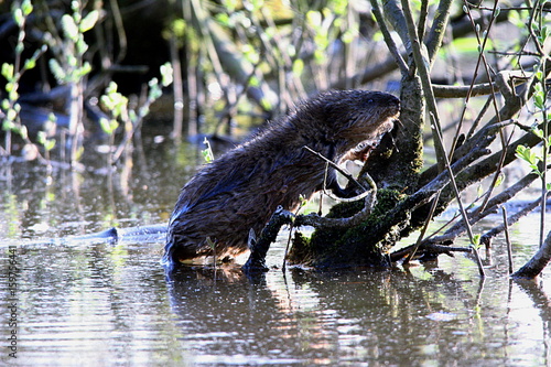 Nutria  Sumpfbiber  Biberratte