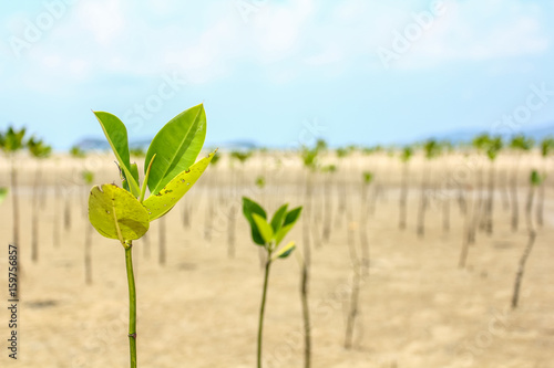 Planted mangrove forest by the shallow water sea with blue sky day background.