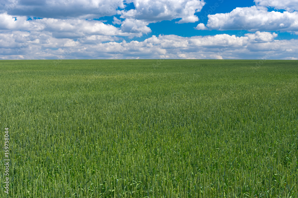 Summer landscape with unripe organic wheat fields in central Ukraine