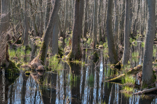 Bäume im Wasser auf dem Darß
