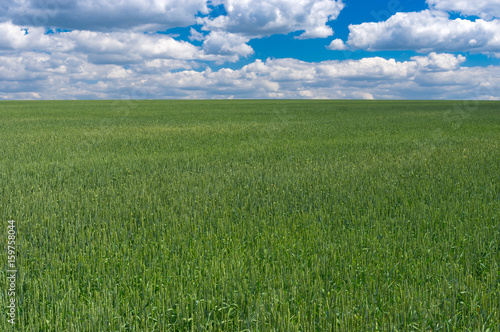 Summer landscape with unripe organic wheat fields in central Ukraine