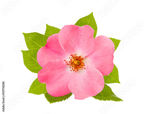 Fototapeta Naklejka Na Ścianę i Meble -  Dog rose (rose hip)