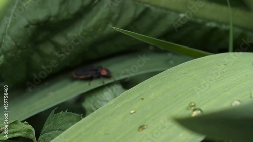 The Longhorn Beetles On A Leaf 3