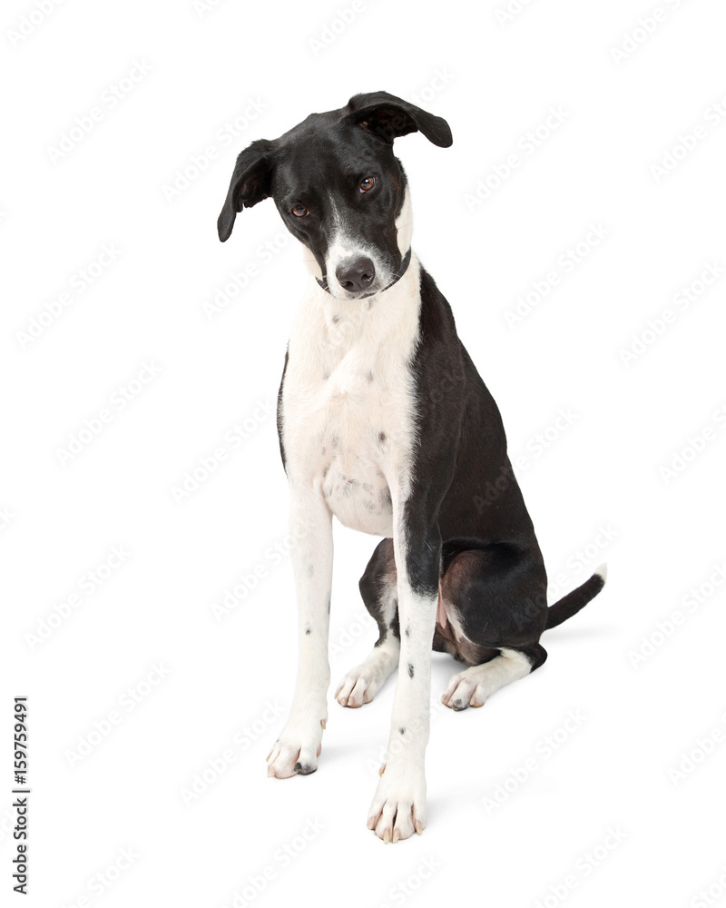 Great Dane Dog Looking Down to White Floor