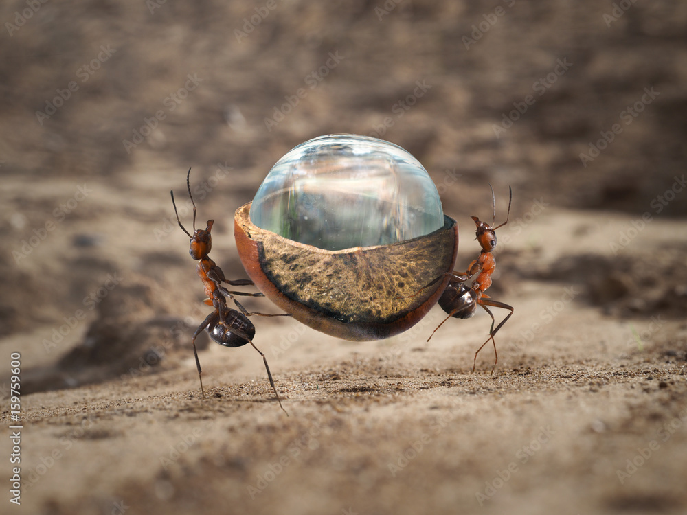 Two ants carrying a heavy load a drop of water in a nut shell. Sandy
