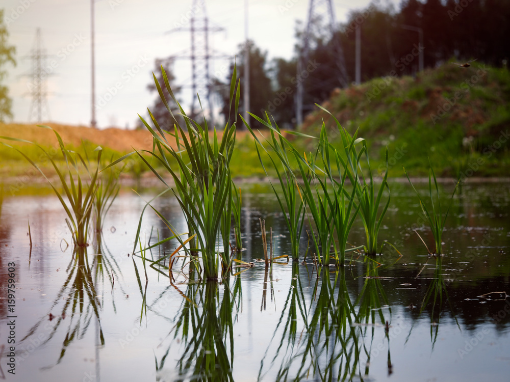 Sedge growing in the small lake. The background of the sky and power line Sedge growing in the small lake. The background of the sky and power line