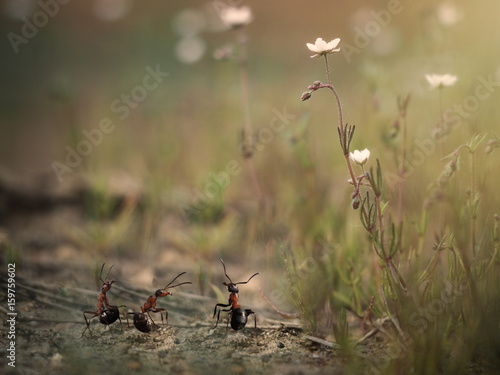 Three little ant among the huge plants. Macrocosm photo