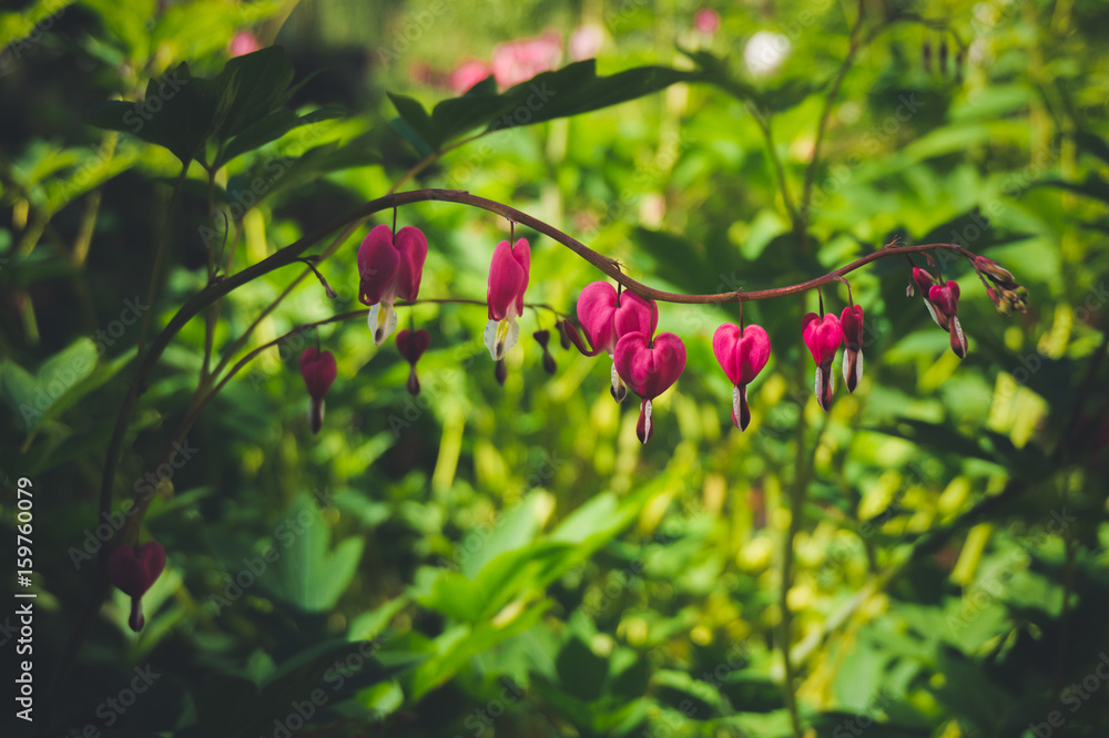 Heart shaped flowers