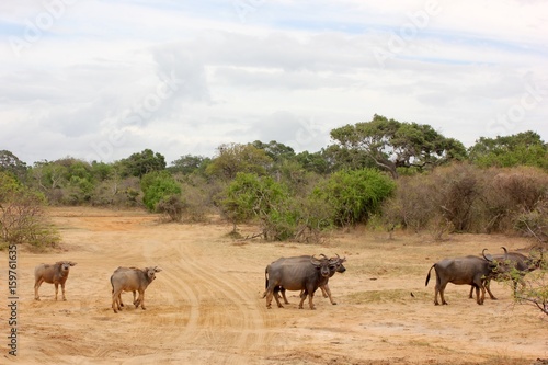 Sri Lanka