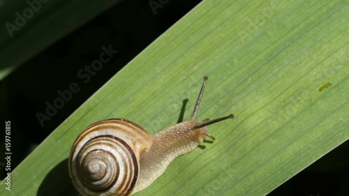 Snail Crawling On Leaflet 1