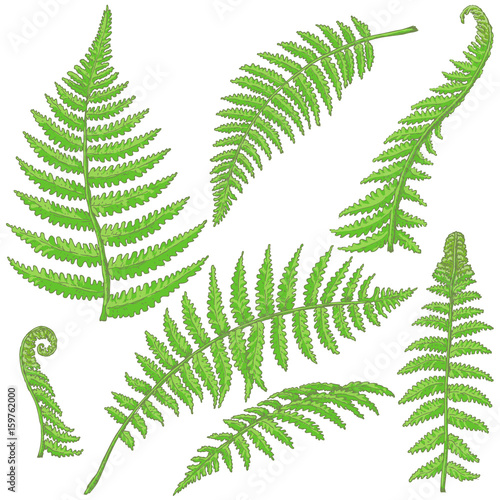 Green Fern Leaves Sketch