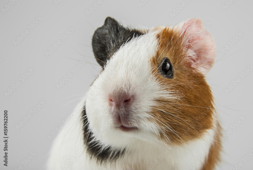 guinea pig guinea pig