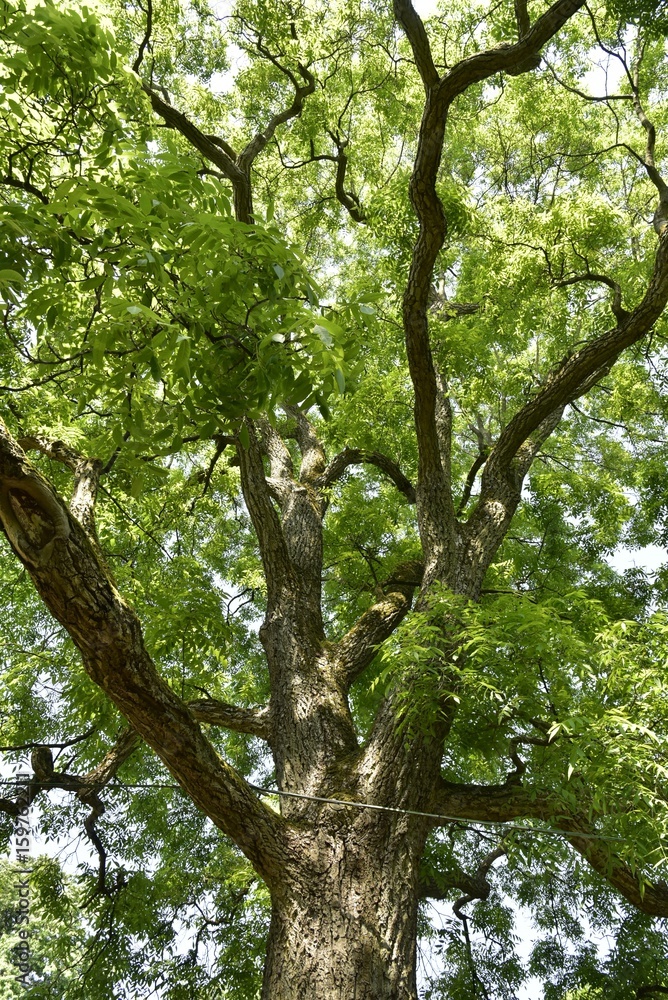 Feuillage d'un des arbres de l'Arboretum du Parc Mariemont à Morlanwelz Feuillage d'un des arbres de l'Arboretum du Parc Mariemont à Morlanwelz