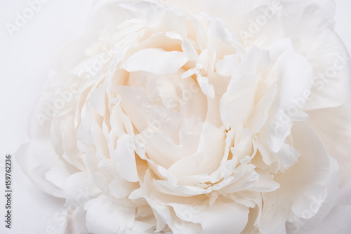 white peony petals closeup, summer flowers macro shot. Natural t © Daria Minaeva