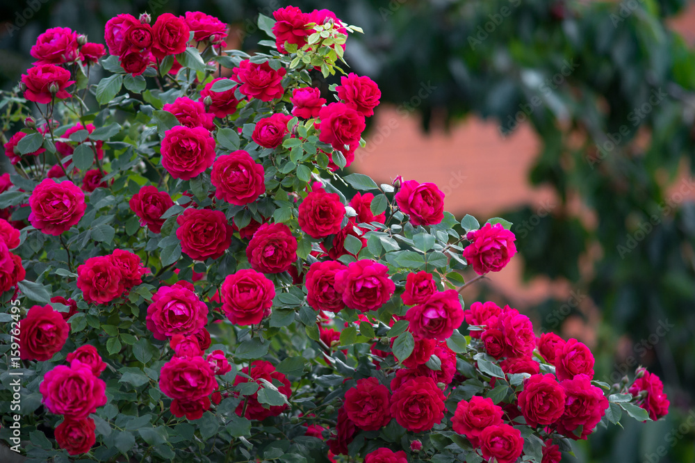 Fototapeta premium Krzak czerwonych róż