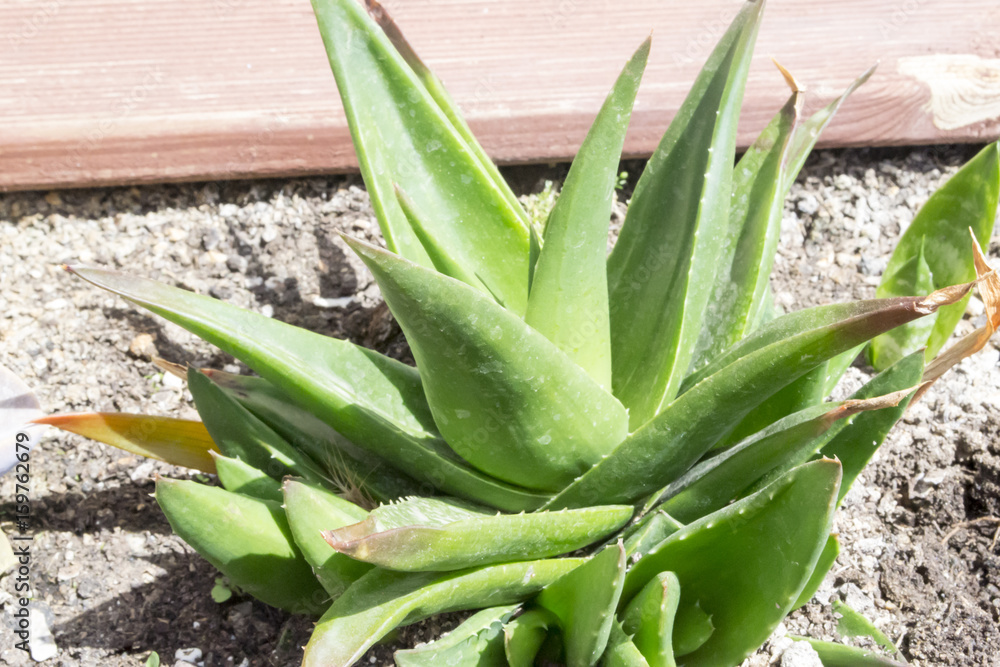 Obraz premium aloe vera