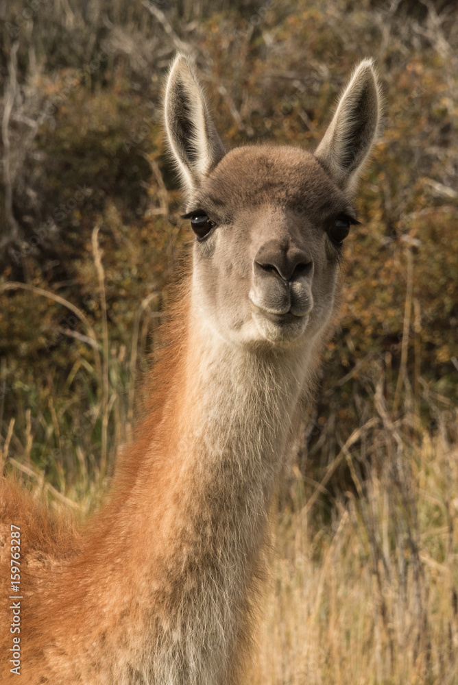 Obraz premium Pionowy portret guanako, który coś żuje i słuchaj z obojgiem uszu do przodu. Guanako to ssak z rodzaju Lam z rodziny wielbłądowatych. Jest przodkiem udomowionej lamy.
