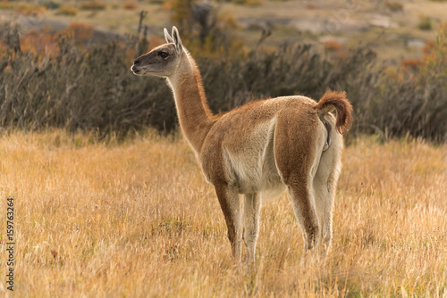 Guanaco in Torres del Paine National Park, Patagonia, Chile, Guanaco is a mammal of the genus Lam of the family of camelid. Is the ancestor of the domesticated llama.
