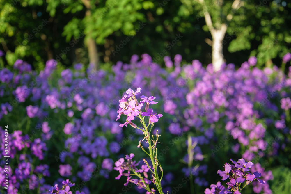 Bunch of scented flowers in the fields