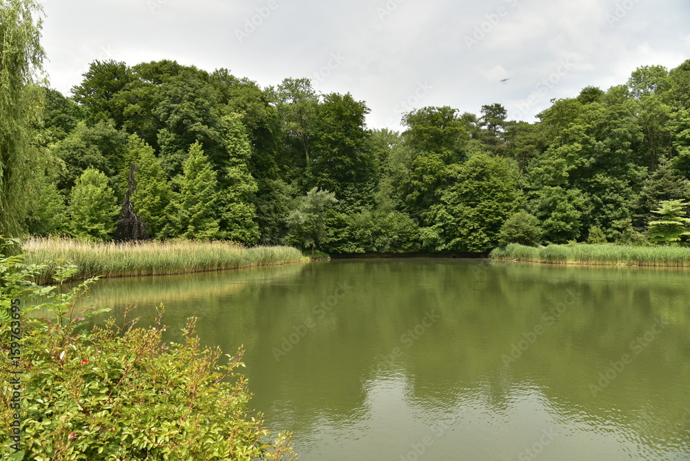 Obraz premium Buissons, roseaux, et bois entourant le grand étang du domaine de Mariemont à Morlanwelz 