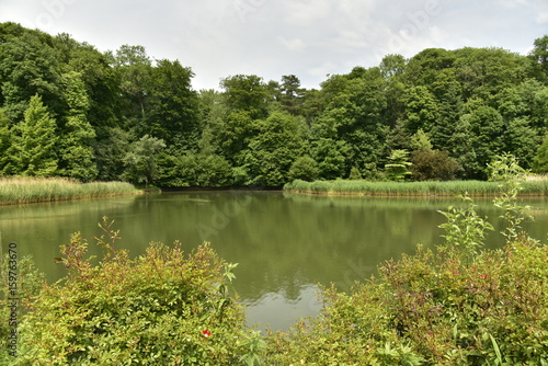 La végétation sauvage au printemps autour du grand étang du domaine de Mariemont à Morlanwelz photo